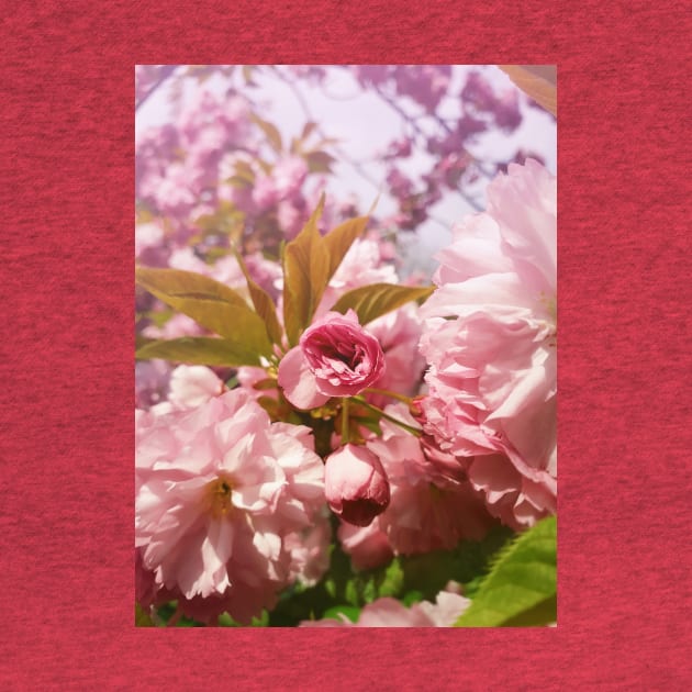Japanese cherry blossom by psychoshadow